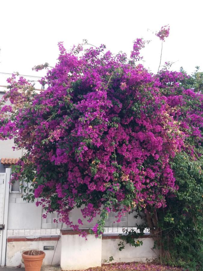Casa Agrumeto - Locazione Turistica Mondello Eksteriør billede